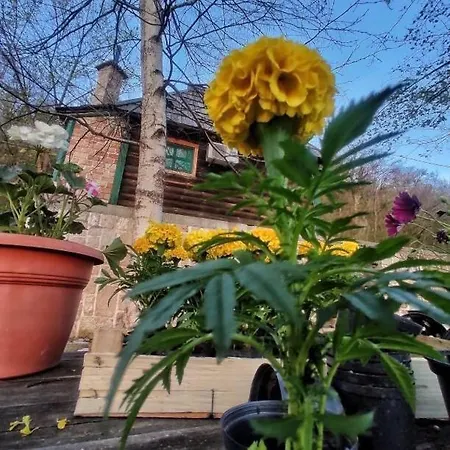 Brvnare Dolic Apartman *