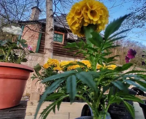 Brvnare Dolic Apartamento *